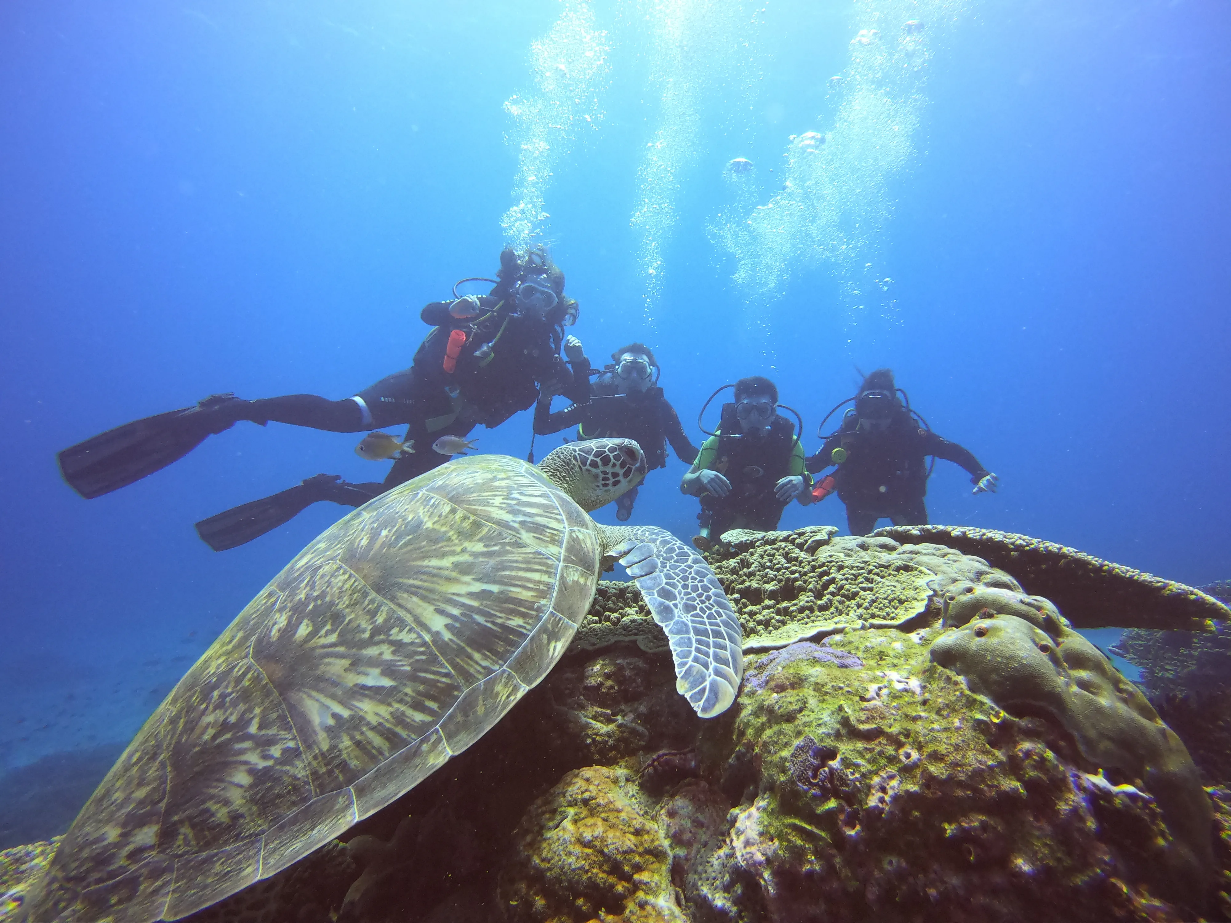 Family diving alter-text